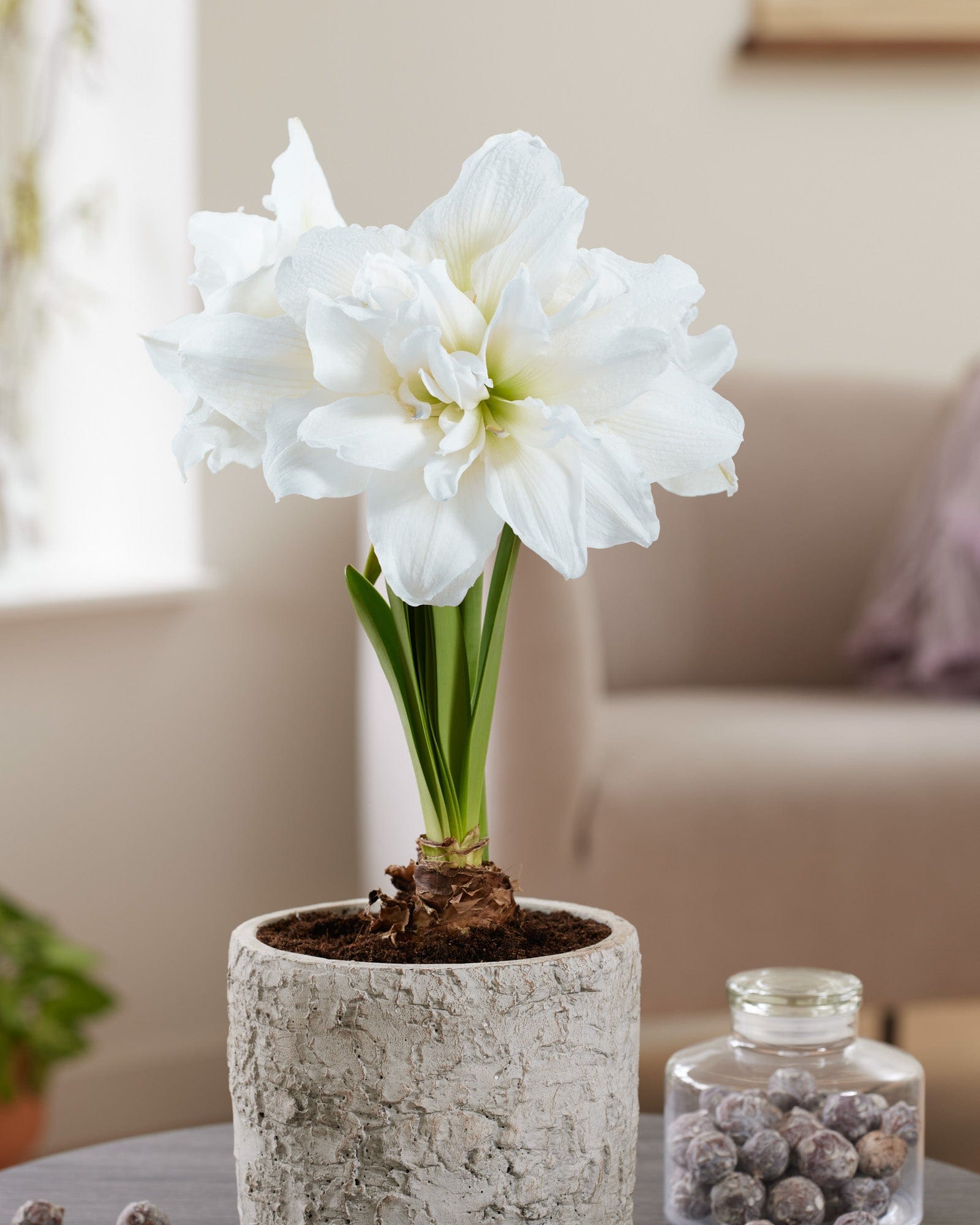 Amaryllis ‘Arctic Nymph’