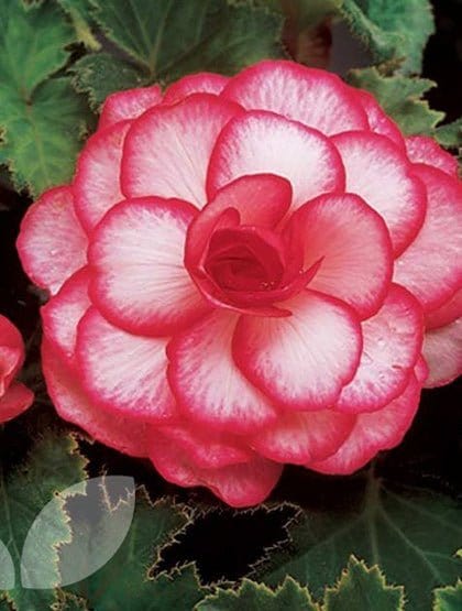 Begonia, Bouton de Rose. - Blommornas värld
