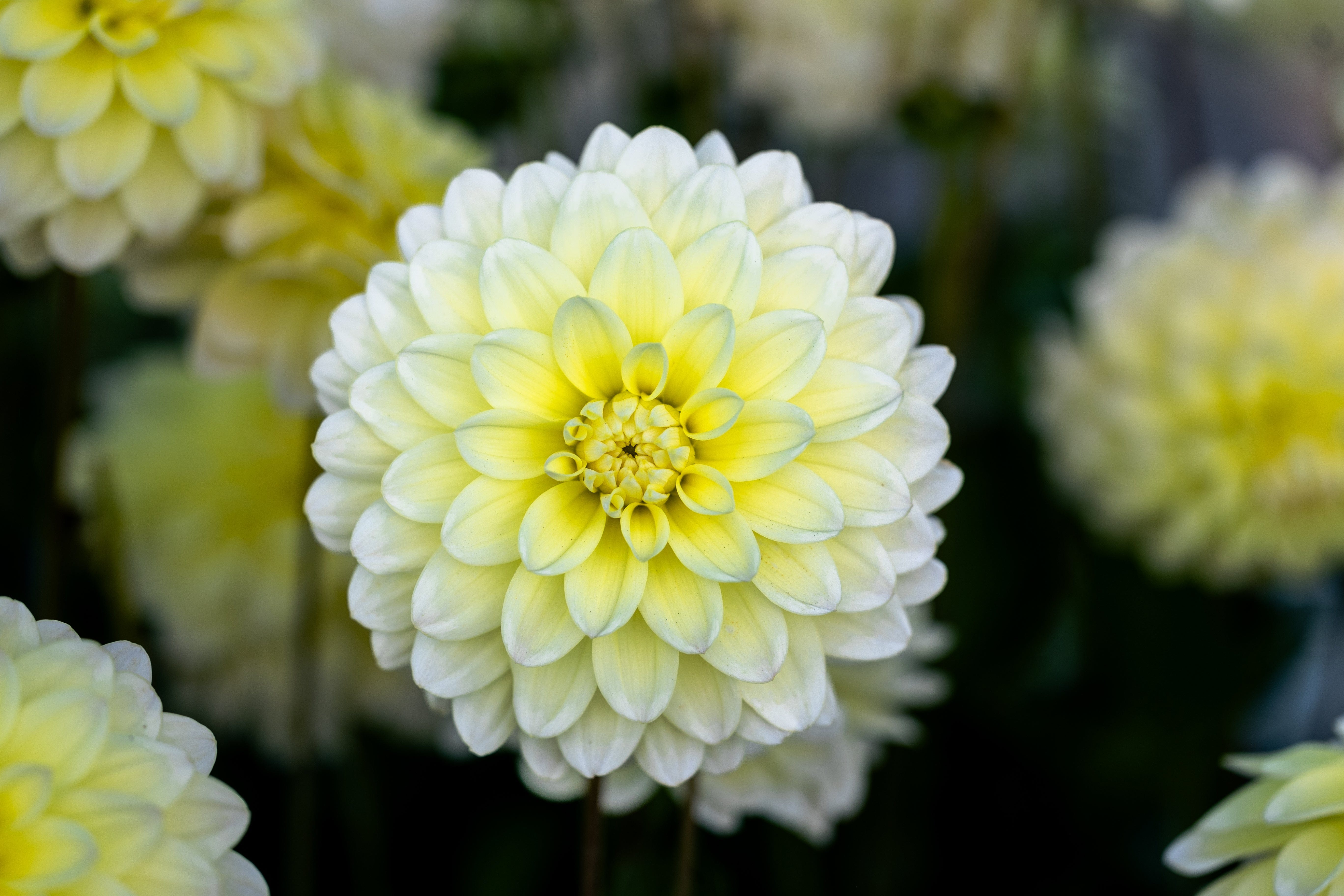 Dahlia Innocent Silence