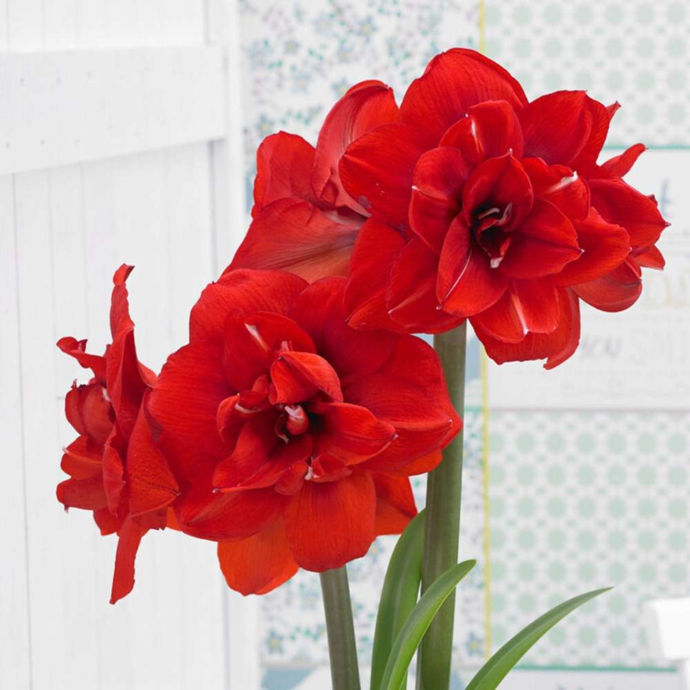 Amaryllis 'Double King' med fyllda röda blommor