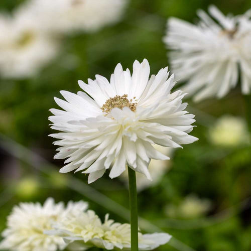 Anemone blanda: skapa ett blått vårtäcke under buskarna