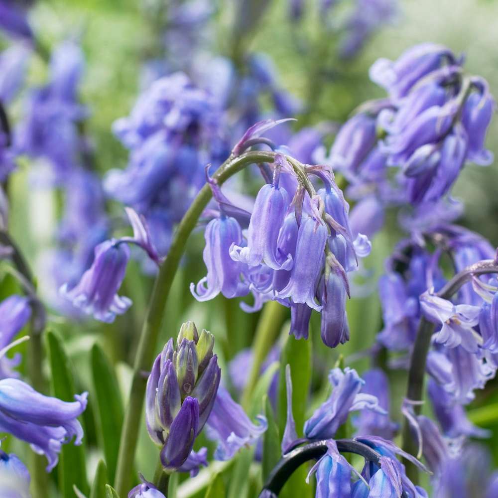 Engelsk klockhyacint med nickande djupt blå klockblommor längs böjda stjälkar
