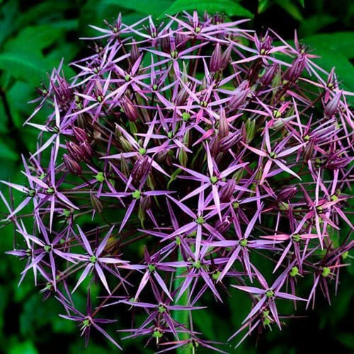Torka allium: fröställningar till vinterdekoration