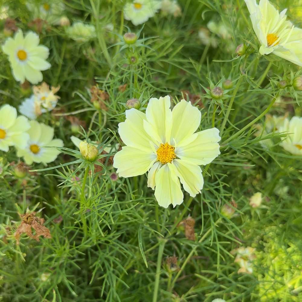 Cosmos 'Xanthos' med mjukt citrongula blommor på låga välförgrenade plantor
