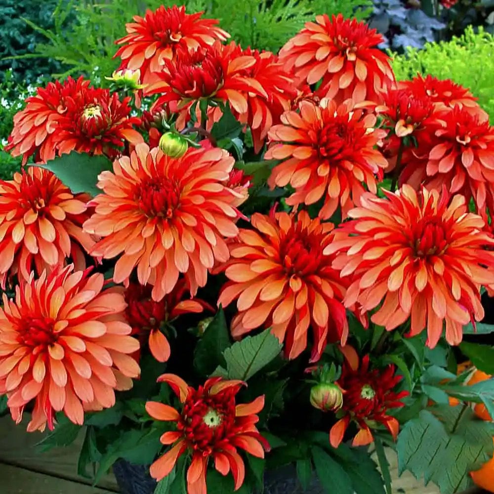 Dahlia 'Gallery Art Deco' med korallorange blommor i kruka