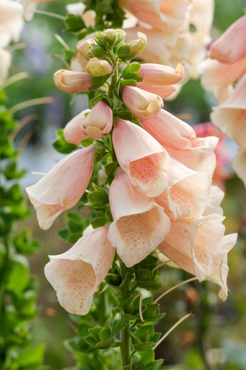 Fingerborgsblomma 'Dalmatian Peach' med klockformade blommor i mjuka persikotoner