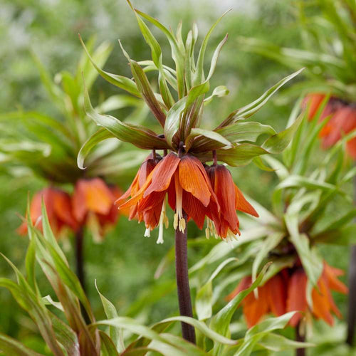 Fritillaria som möss och sork ogillar