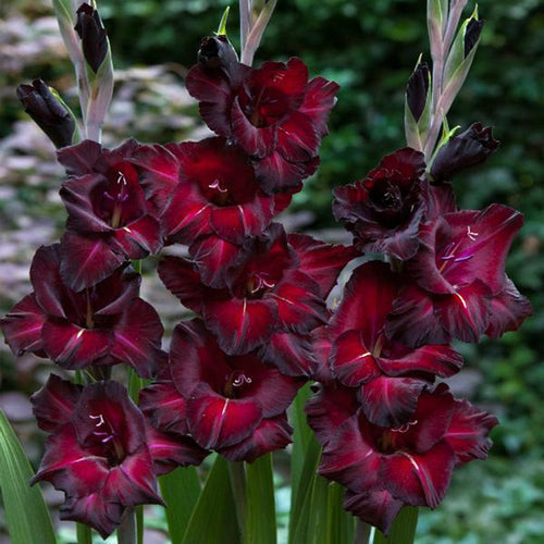 Sensommarens ståtligaste snittblomma: guide till gladiolus