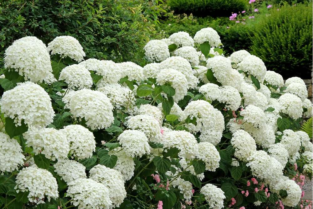 Hortensia 'Annabelle' med stora klotformade blomställningar i gräddvitt