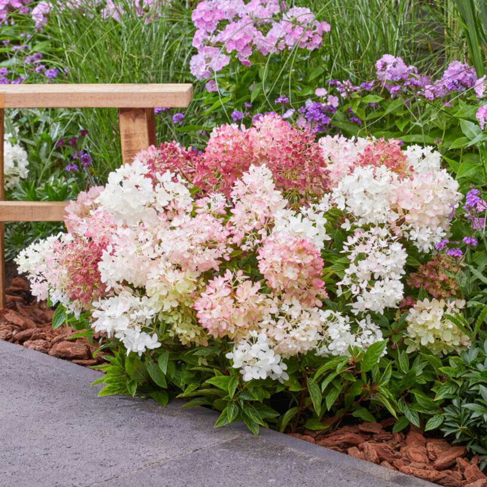 Hortensia 'Groundbreaker Blush' med stora blomklasar i krämvitt med mjuk rosa ton
