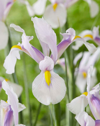 Höga hollandica-irisar som snittblomma