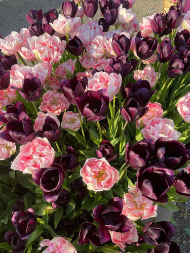 Deadheading: ta bort vissna blommor för längre blomning