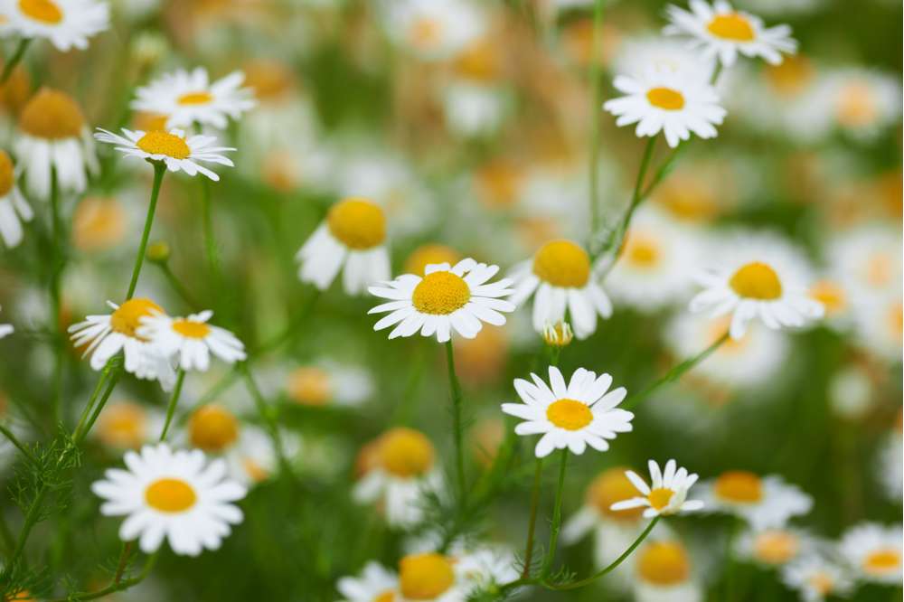 Kamomill med skira vita blommor med gul mitt