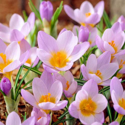 Botaniska krokus eller storblommiga: vilka ska du välja