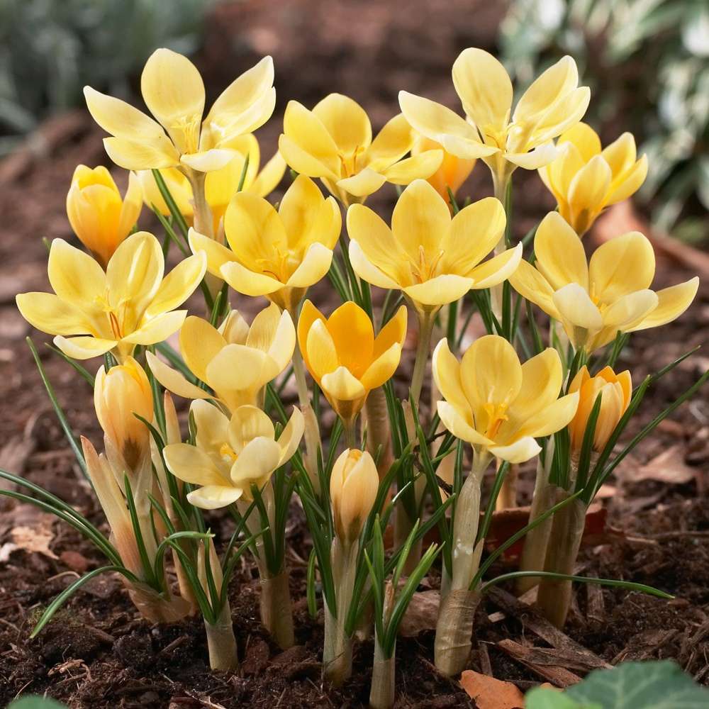 Krokus 'Romance' med smörgula koppformade blommor