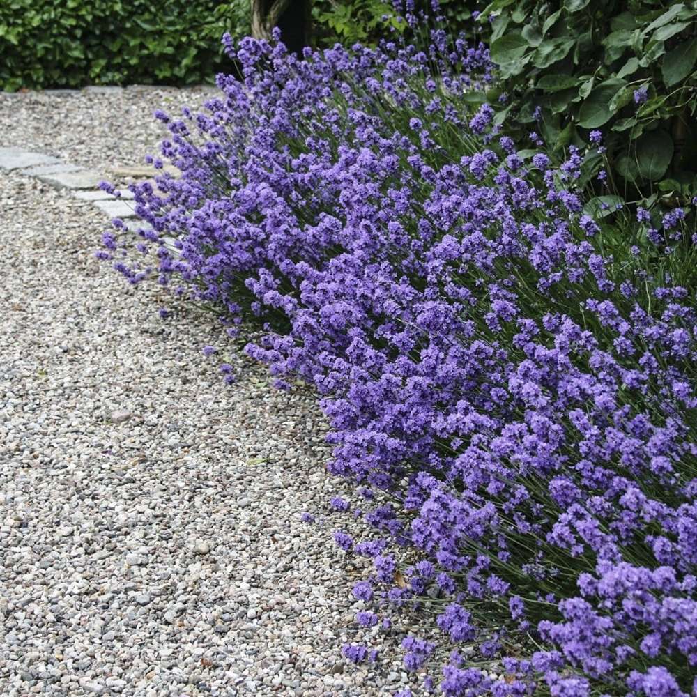 Lavendel 'Hidcote' med djuplila blomax över silvergrått bladverk