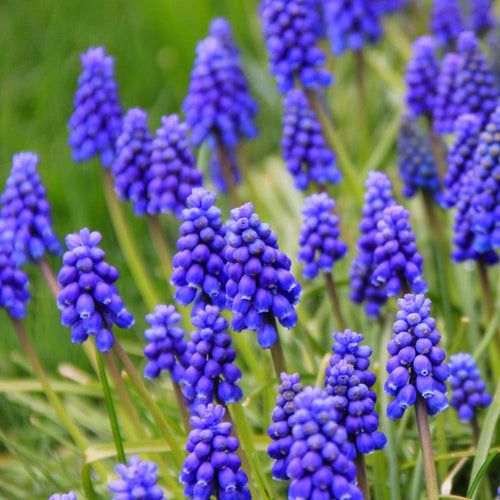 Muscari som blått band och kant i rabatten