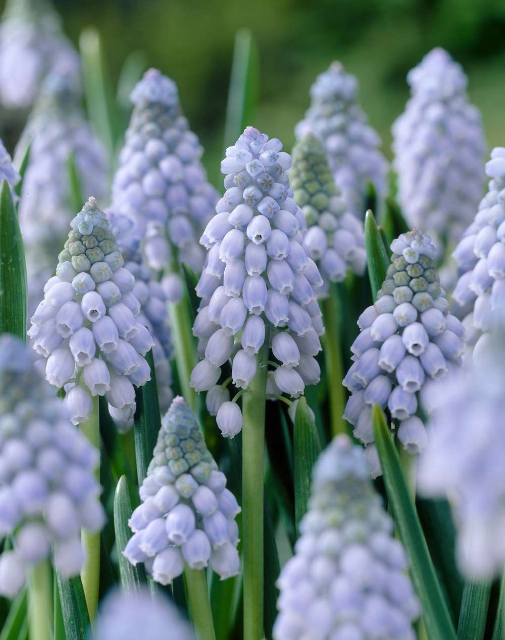 Muscari 'Valerie Finnis' med täta klasar av puderblå klockformade blommor