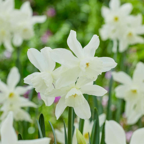 Narcisser som kommer igen och förvildar sig