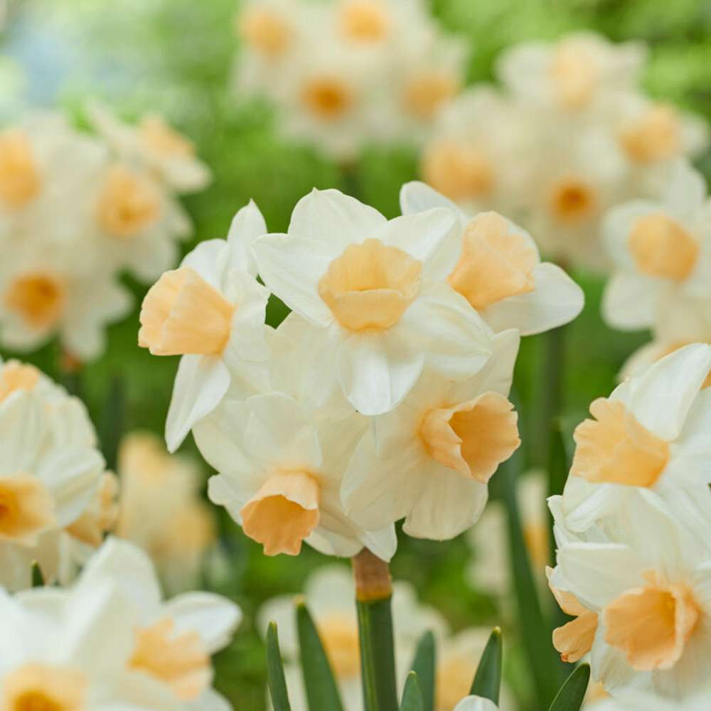 Narcissus 'Kapiti Peach' med vit krona och aprikosfärgad mitt
