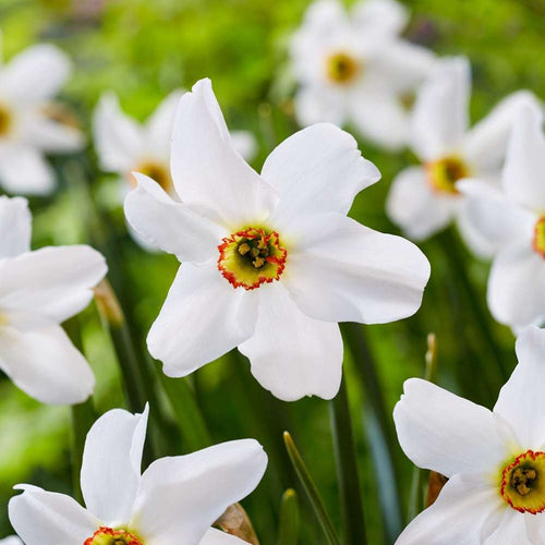 Doftande pingstliljor och narcisser för buketter