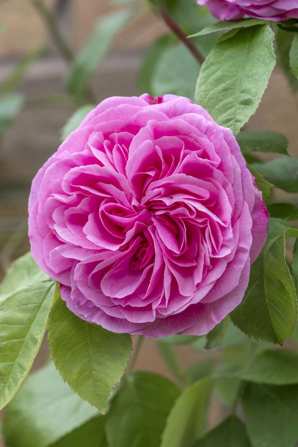 Ros 'Gertrude Jekyll' med stora tätt fyllda blommor i klart rosa