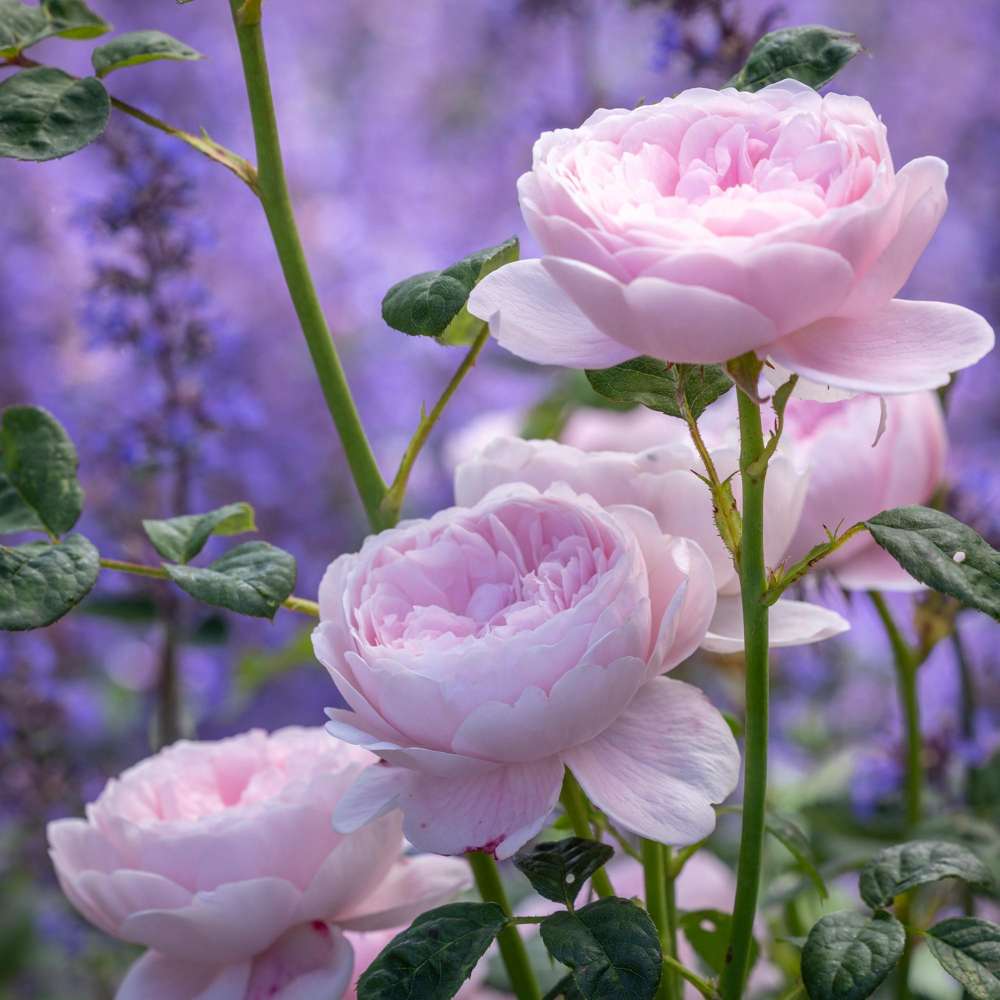 Ros 'Queen of Sweden' med fyllda blommor i mjukt rosa till aprikosrosa