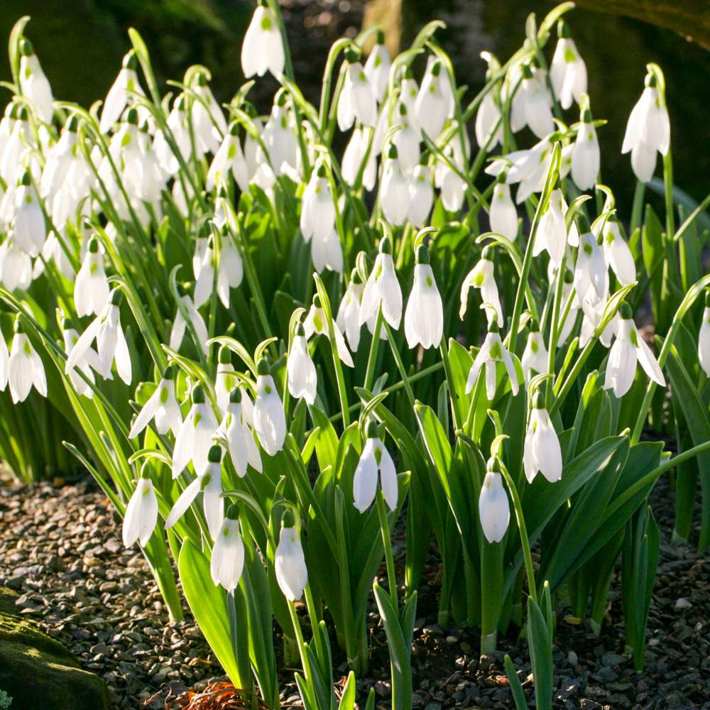 Snödroppe 'Elwesii' med stora vita blommor och gröna teckningar
