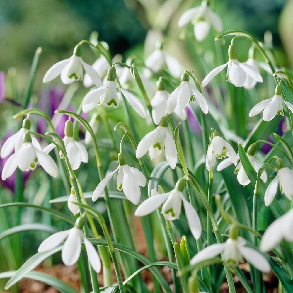 Snödroppe 'Nivalis' med vita nickande blommor och gröna teckningar