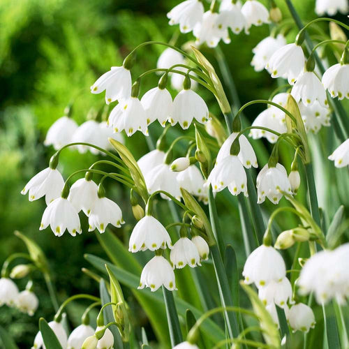 Vilka blomsterlökar tål skugga?