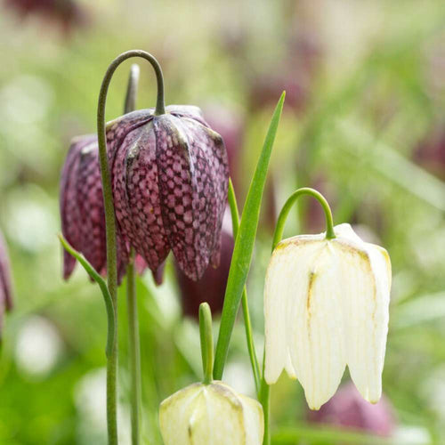 Vipägg (Fritillaria meleagris): så lyckas du i fuktig jord
