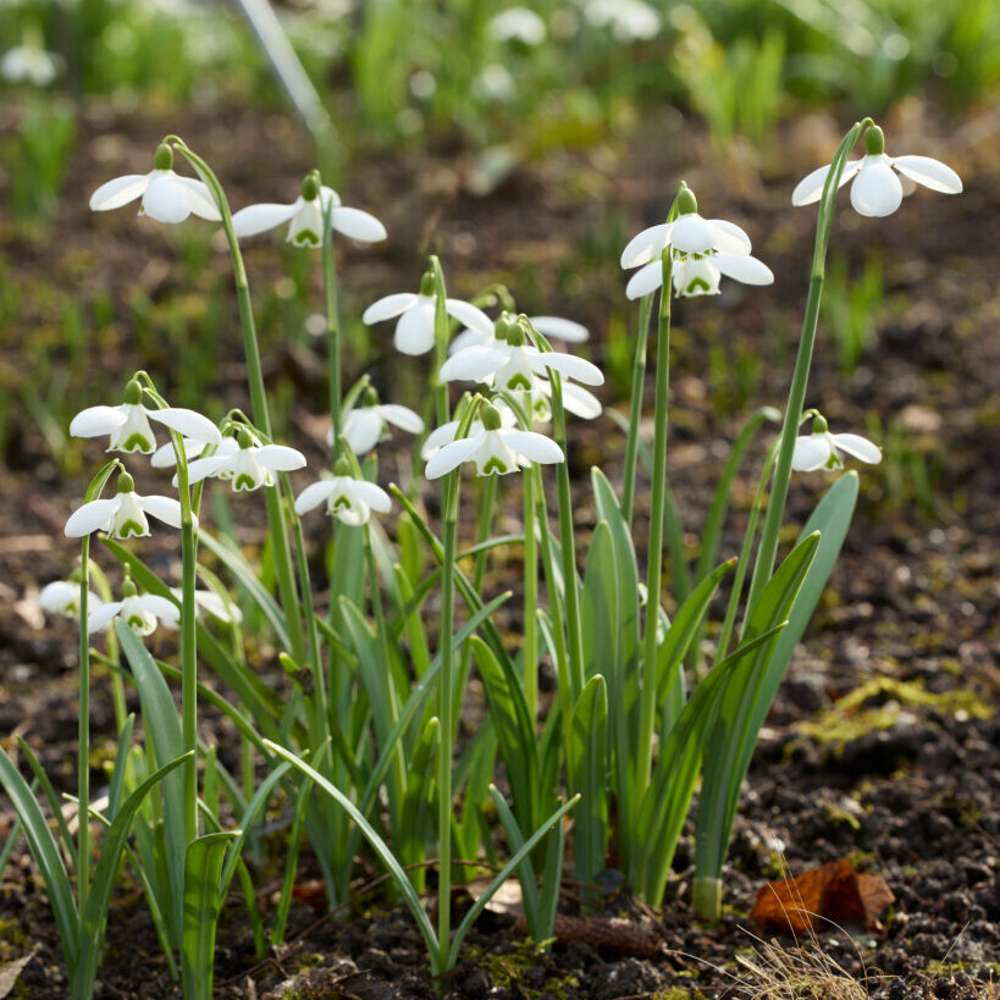 Snödroppe 'S. Arnott' med stora vita blommor över friskt grönt bladverk