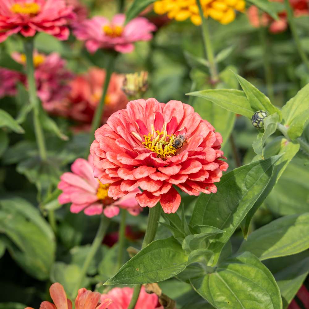 Zinnia 'Benary's Giant Carmine' med stora livfullt röda blommor