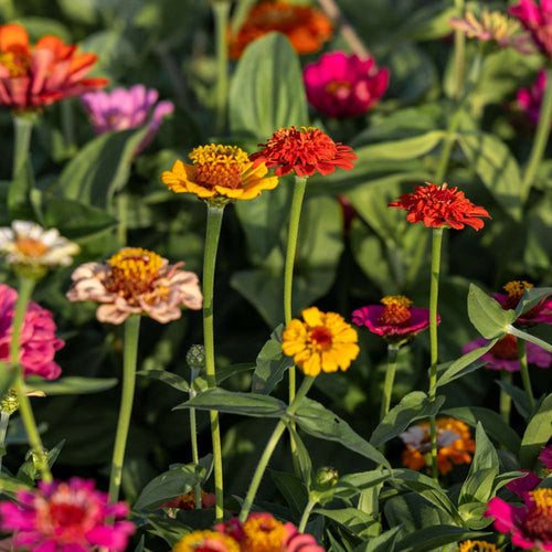 En påse frön, ett helt hav av buketter: så lätt är zinnia