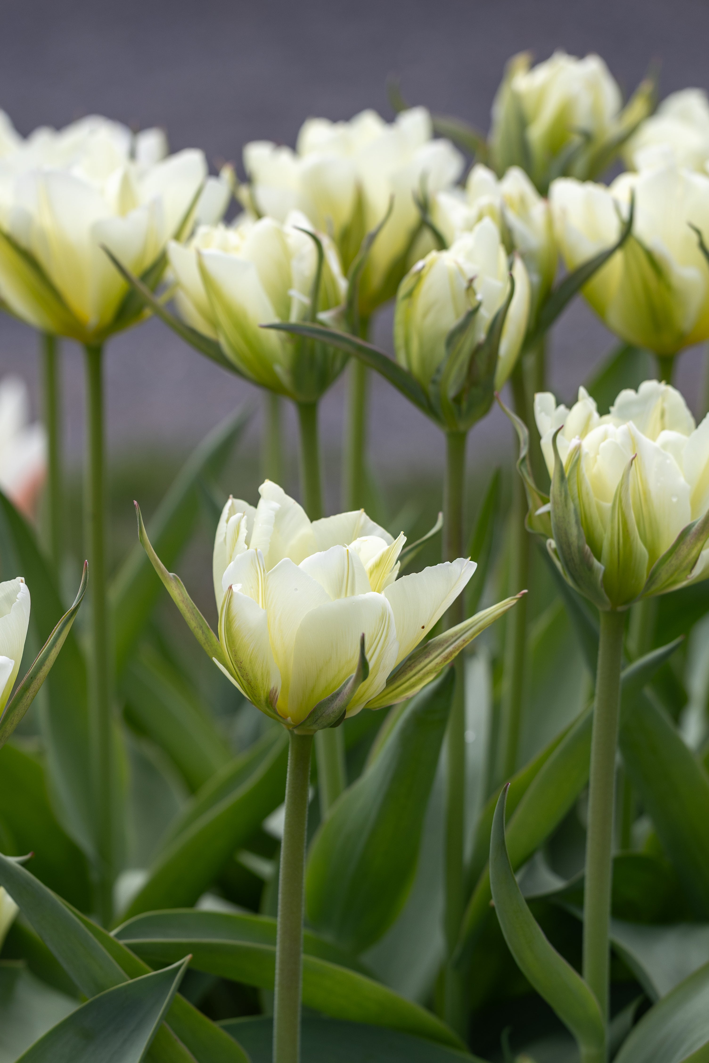 Viridiflora tulpaner