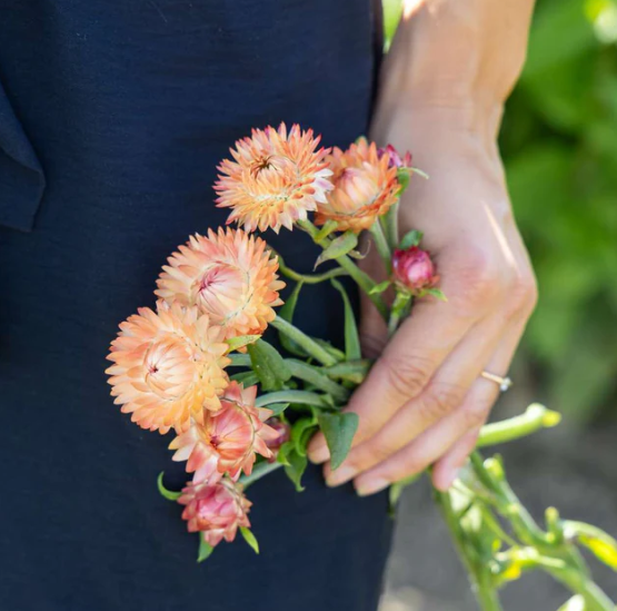 Blomfröer