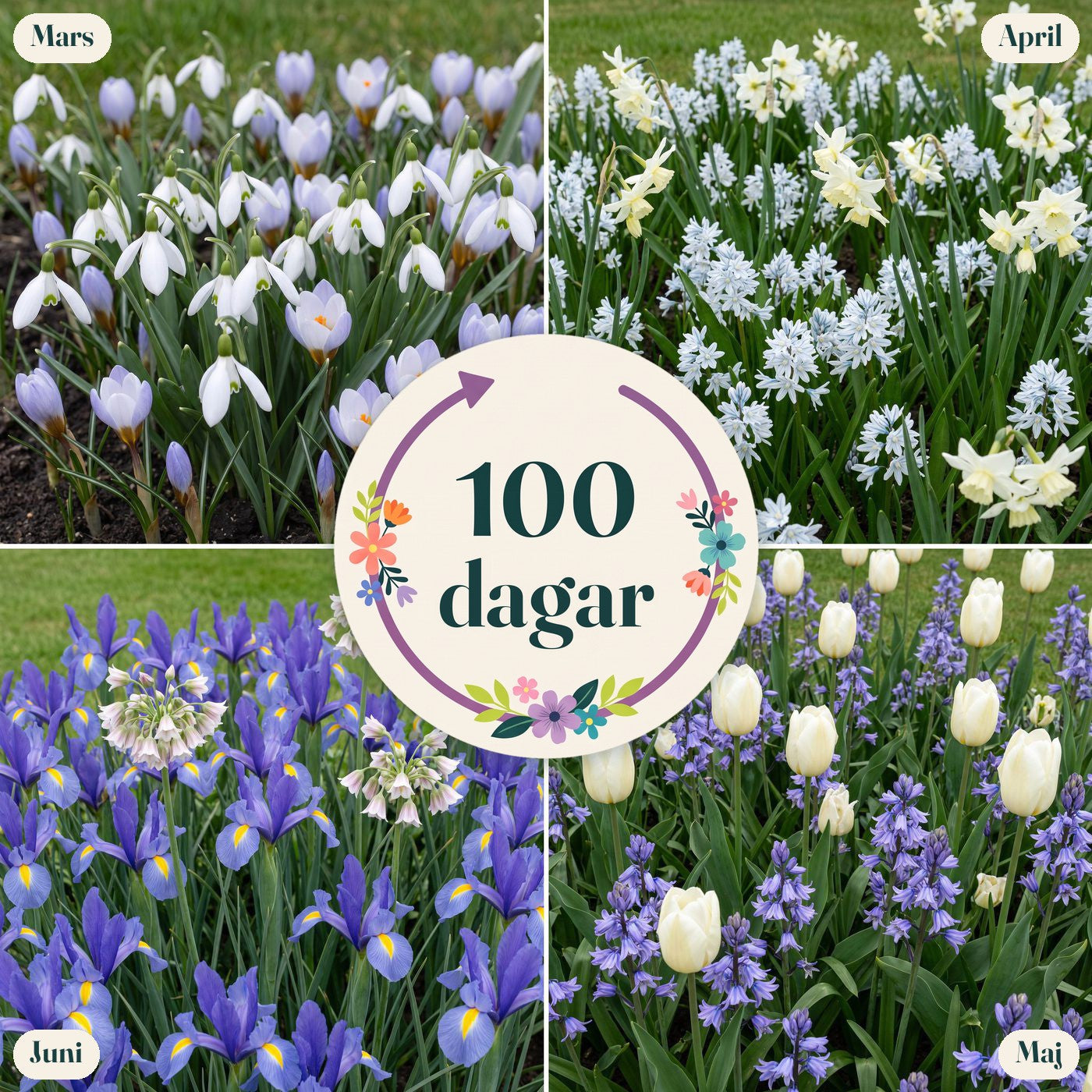100 dagars blomning