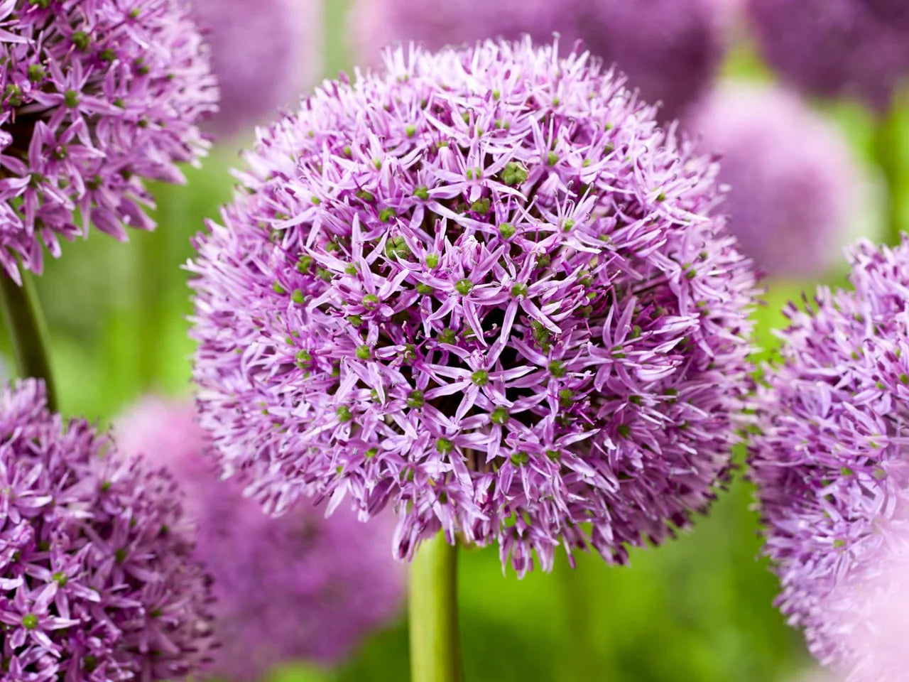 Allium