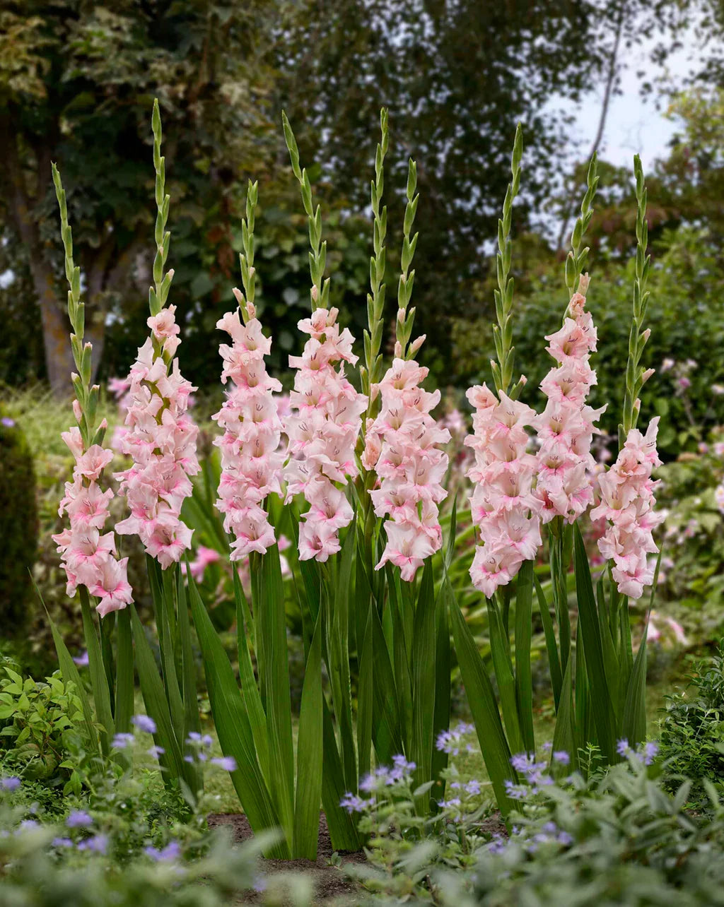 Gladiolus
