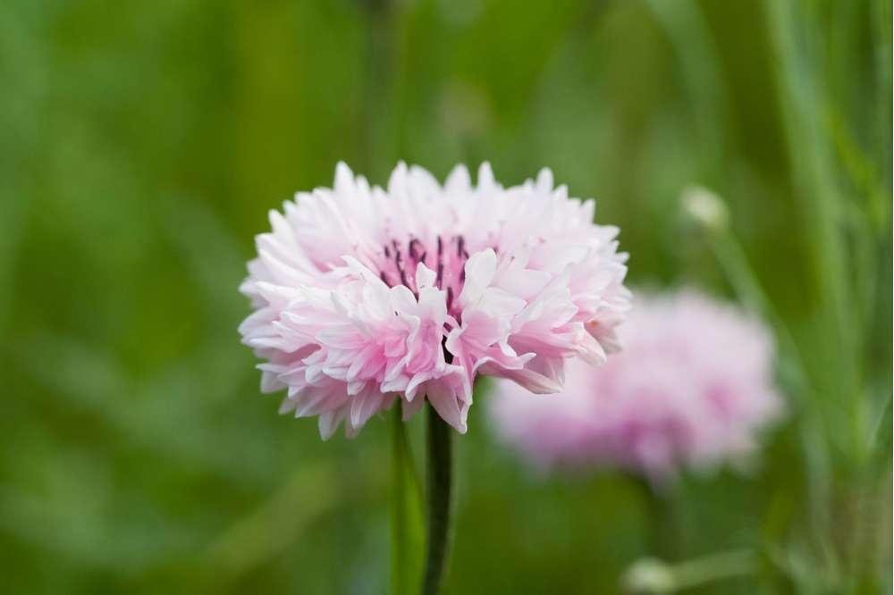 Kornblomma