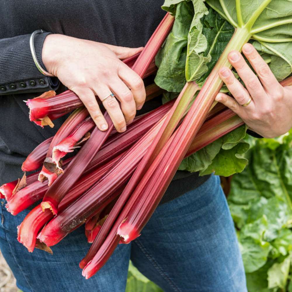 Rabarber