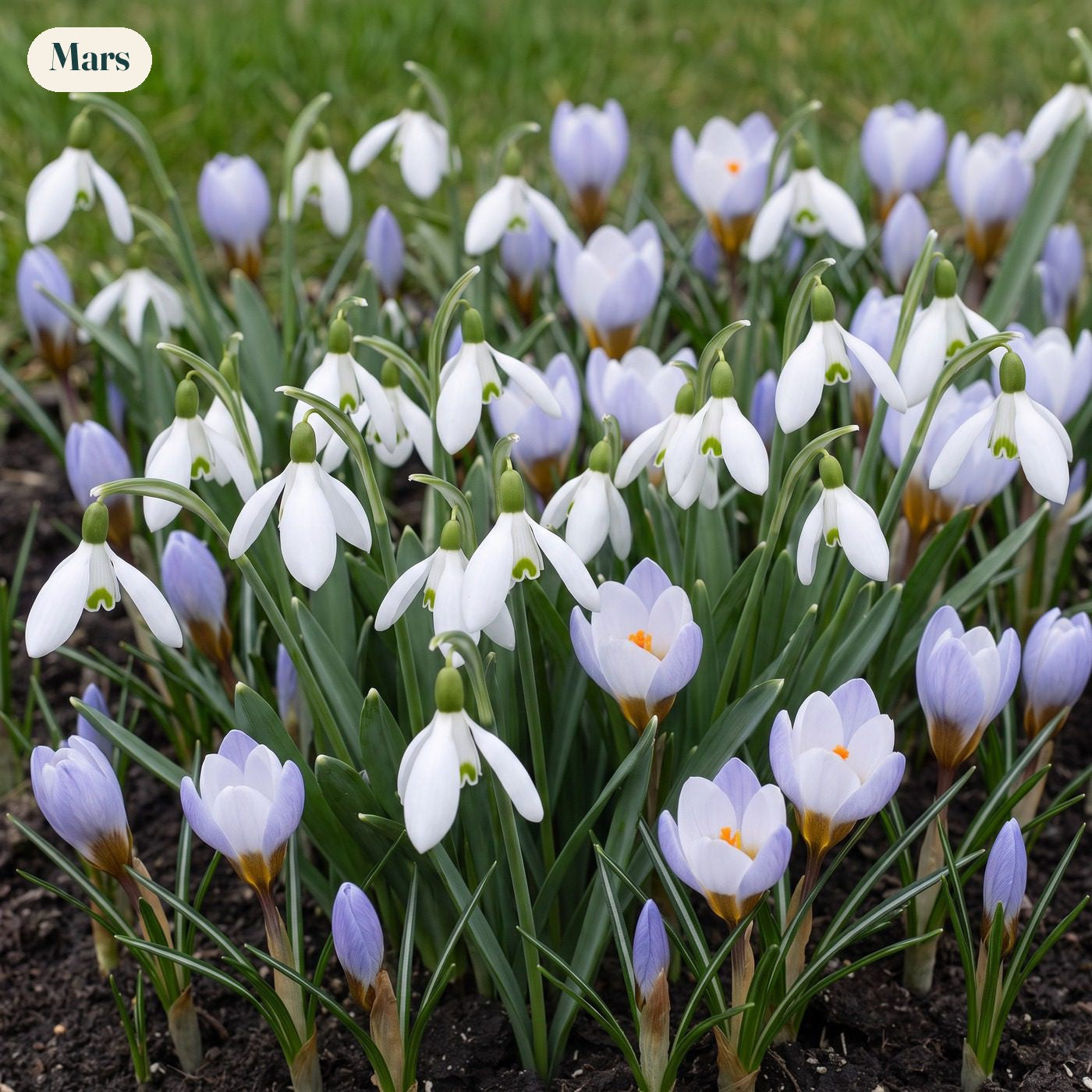 Färdig rabatt '100 dagar – blått & vitt' (1 m²)