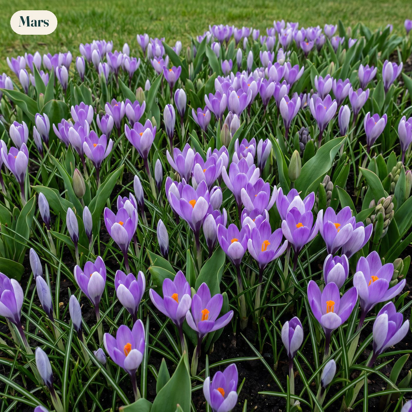 Färdig rabatt '100 dagar – rosa & lila' (1 m²)