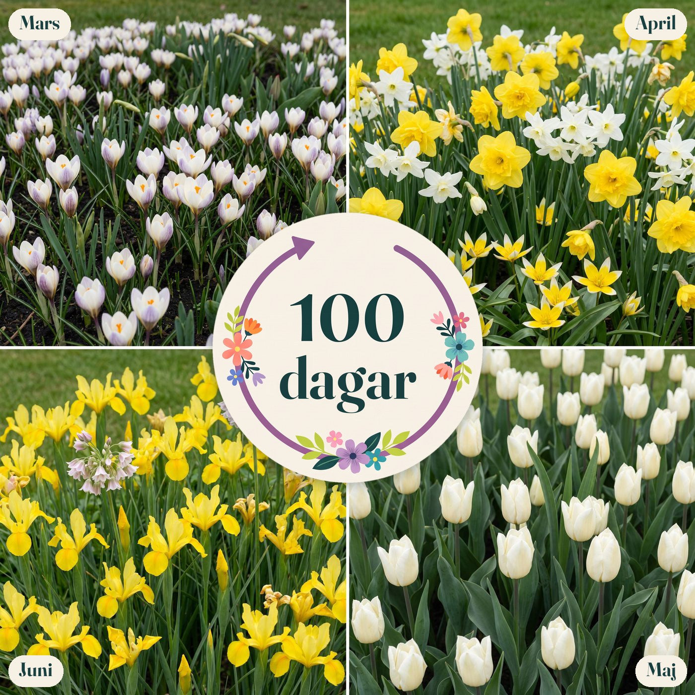 Färdig rabatt '100 dagar – gul & vit' (1 m²)