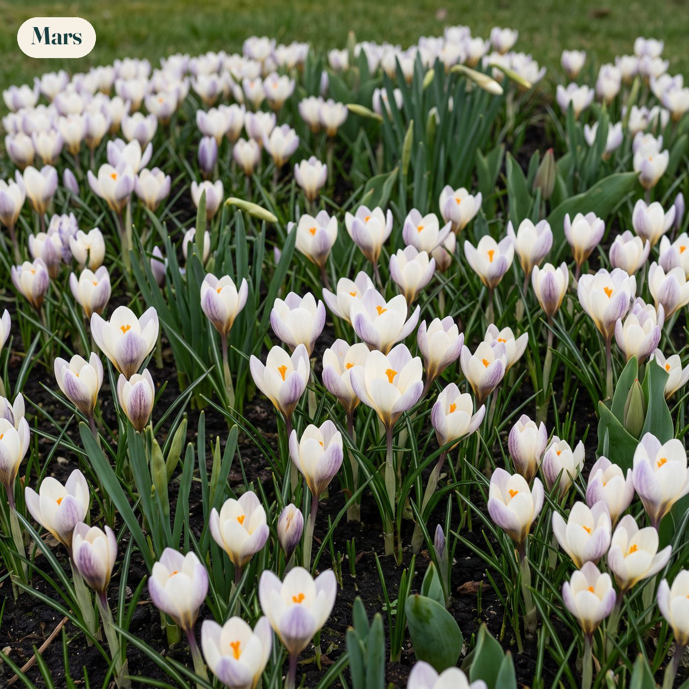 Färdig rabatt '100 dagar – gul & vit' (1 m²)