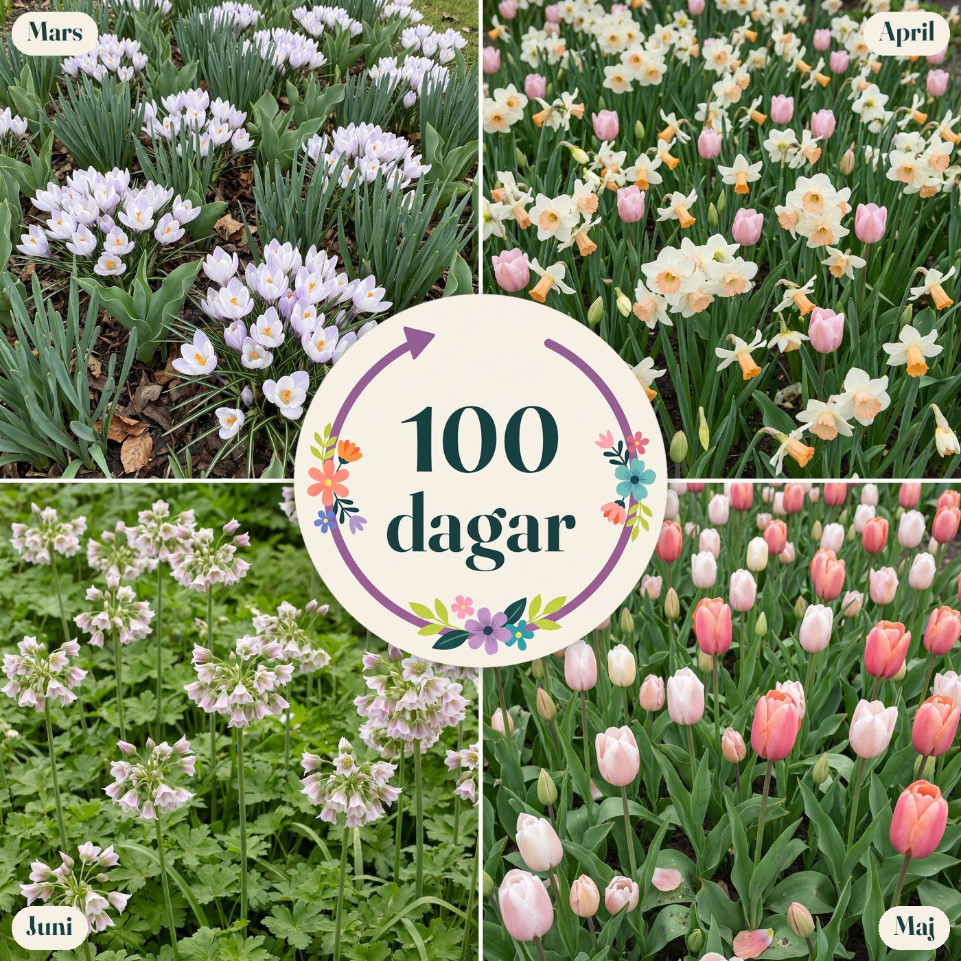 Färdig rabatt '100 dagar – persika & vit' (1 m²)