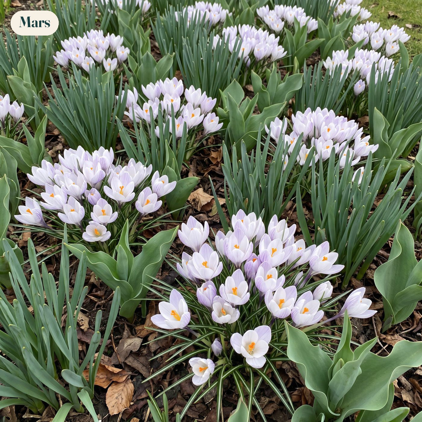 Färdig rabatt '100 dagar – persika & vit' (1 m²)