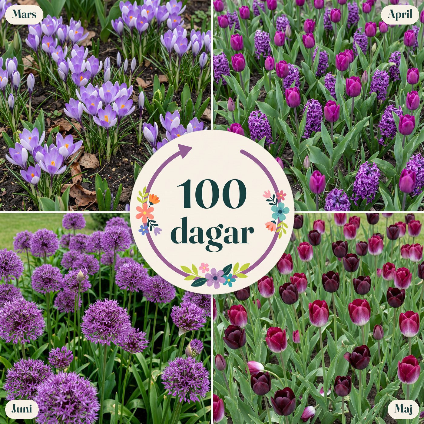 Färdig rabatt '100 dagar – mörk & dramatisk' (1 m²)