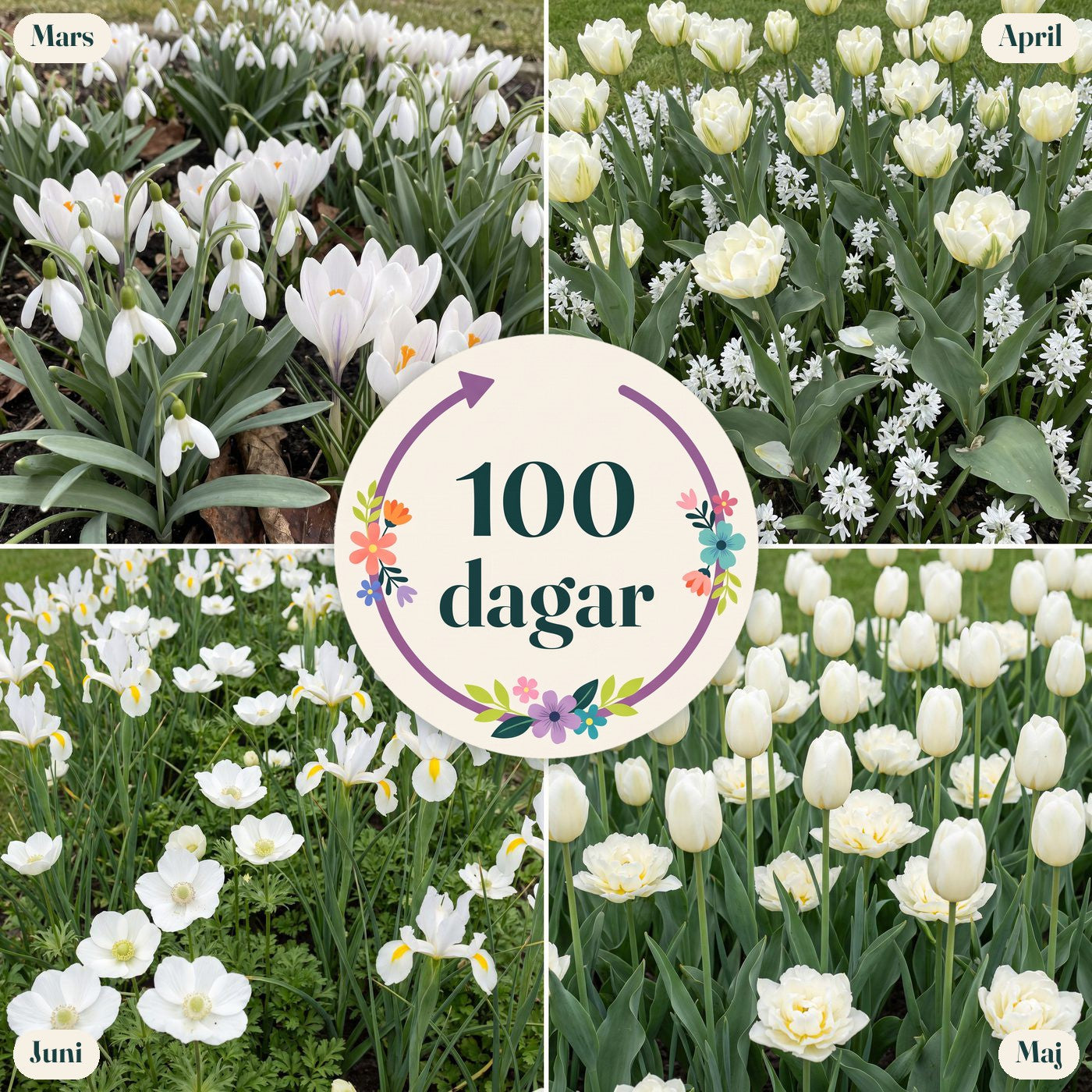 Färdig rabatt '100 dagar – vit' (1 m²)