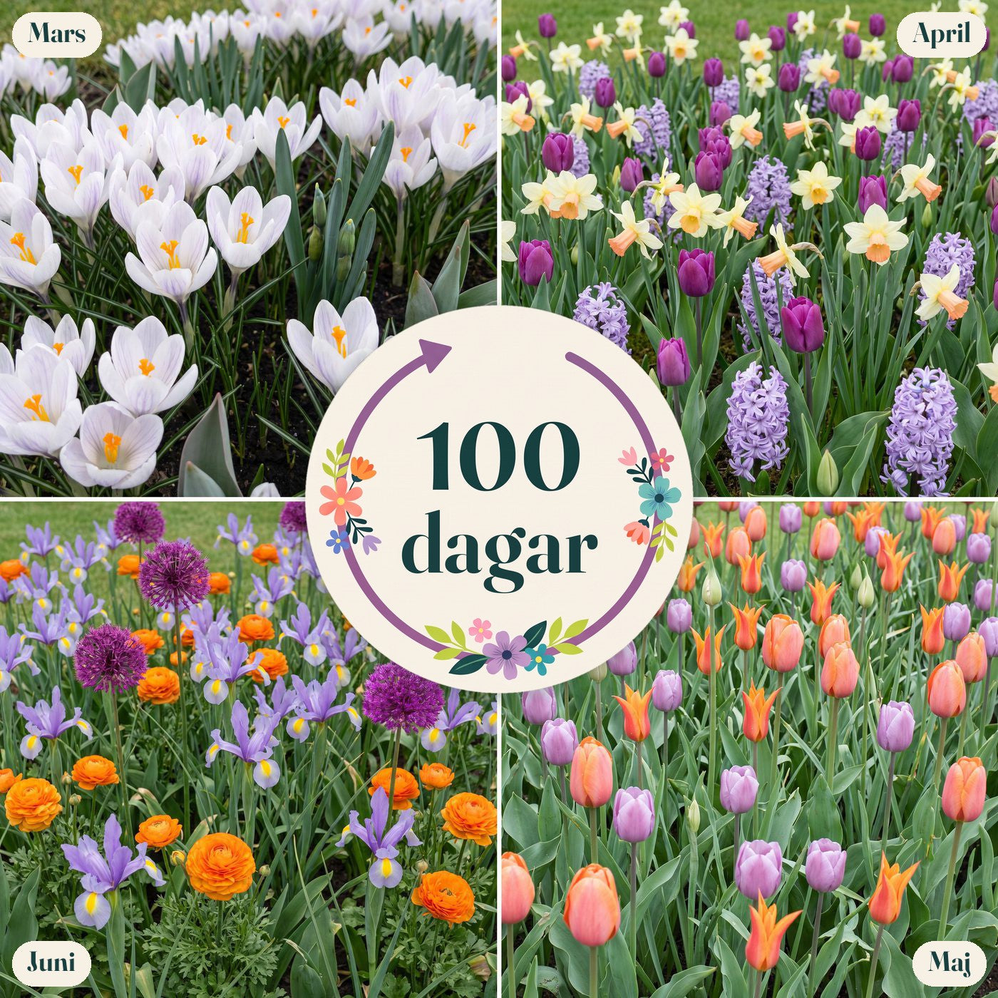 Färdig rabatt '100 dagar – orange & lila' (1 m²)